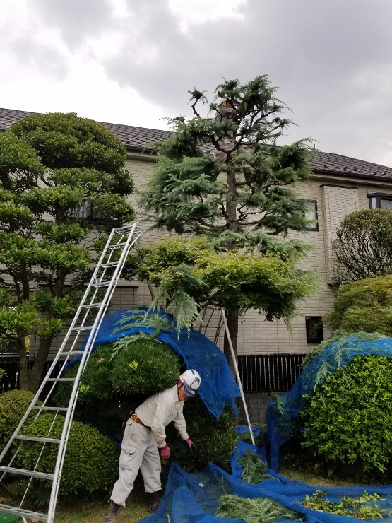 今年一発目の記事は東京都江戸川区Ｉ邸庭園...
