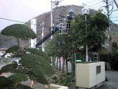 樹木の剪定の様子02