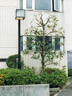 マテバシイ剪定後