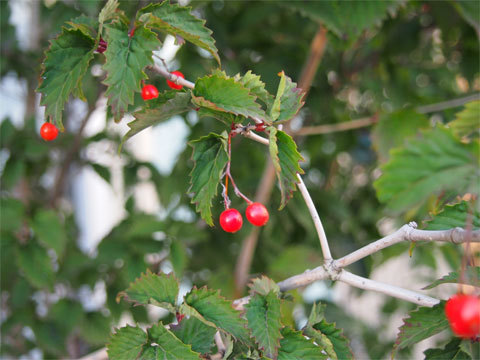 オトコヨウゾメの実