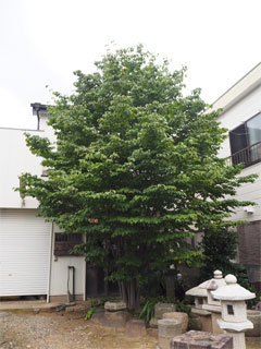 剪定施工例　　竹垣、植木の剪定は、千葉市...