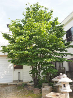 剪定施工例　　竹垣、植木の剪定は、千葉市...