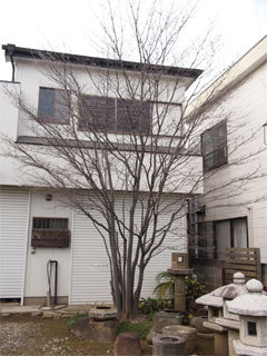 剪定施工例　　竹垣、植木の剪定は、千葉市...