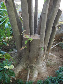 剪定施工例　　竹垣、植木の剪定は、千葉市...