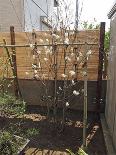 植栽施工例 　 造園・庭造り、竹垣、植木...