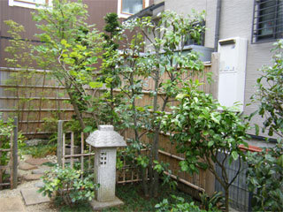 和風庭園剪定後