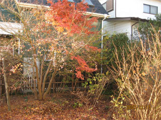 雑木の庭剪定前