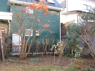 雑木の庭剪定後