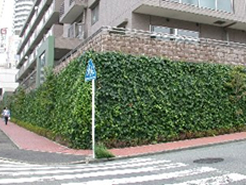 ヘデラカナリエンシスによる壁面緑化
