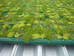 セダム他品種緑化のVUS500