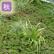 秋の開花状況