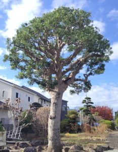 静岡県沼津市で造園と外構工事を行う株式会...