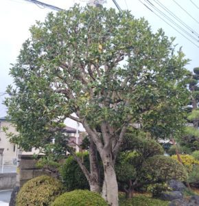 静岡県沼津市で造園と外構工事を行う株式会...