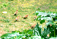 Y-House　ギャラリー　アトリエ　オ...