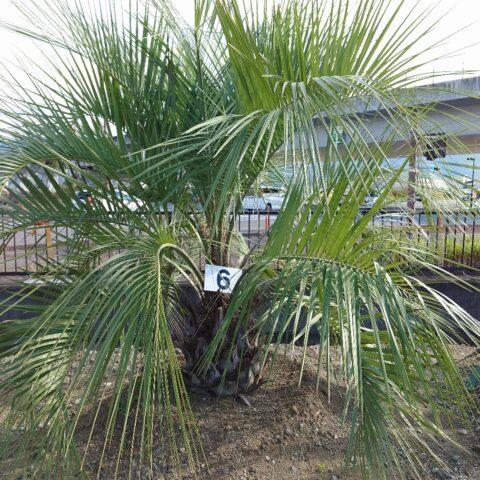 Play Garden（株式会社プレイガ...