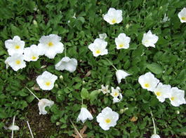 洋風庭園施工例６(モデルガーデン・洋風庭...