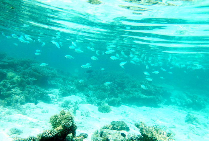 水中の魚達