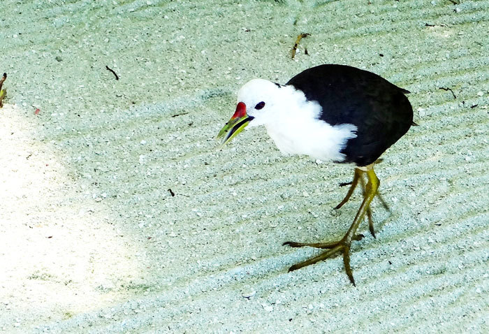 モルディブの鳥