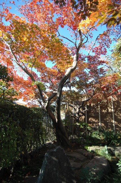 東京都杉並区Y邸の庭 ｜ 雑木・苔・和風...