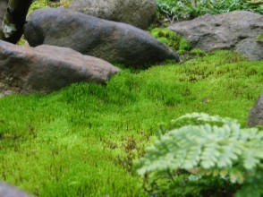 埼玉県さいたま市F邸の庭 ｜ 雑木・苔・...