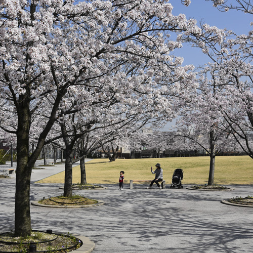 さくら広場, 千葉県習志野市 / 大阪府門真市 / 神奈川県茅ケ崎市 / 大阪府豊中市, 2005-2006 / 2005-2006 / 2005-2007/ 2007-2009