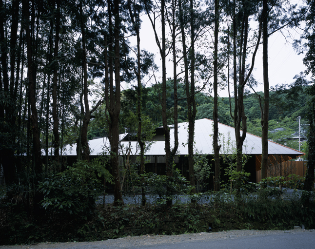 Bamboo / Fiber