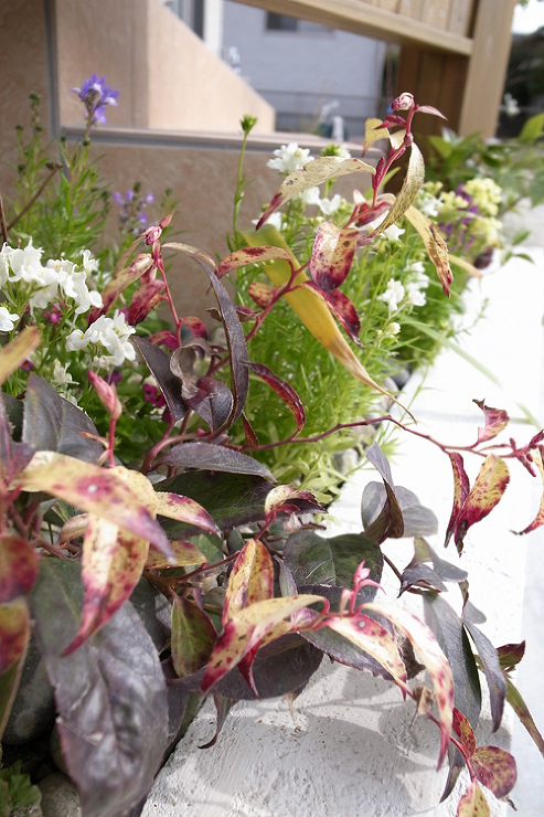 レインボーイメージ