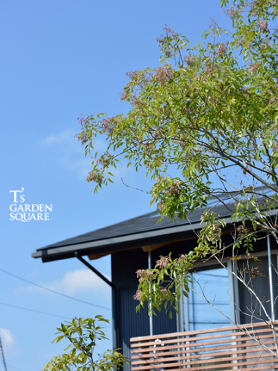 シンボルツリー　シマトネリコ