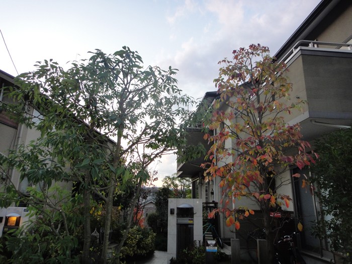 剪定 八王子市 G様邸