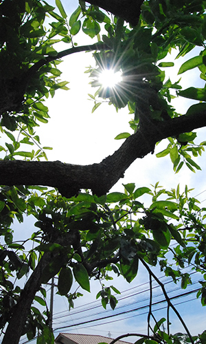 徳島・エクステリア/外構/庭/ガーデン/...