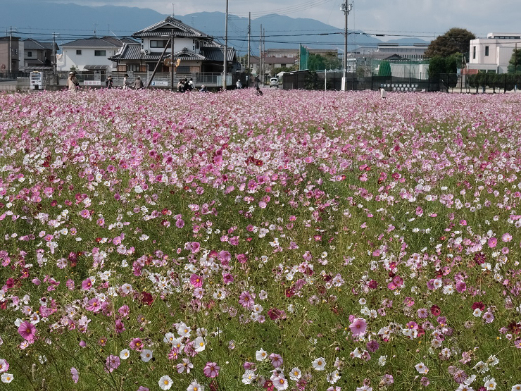 奈良のお出かけ-藤原京跡（橿原市）のコスモス。