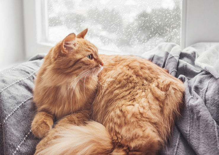 窓 | おうち de ショールーム | ...