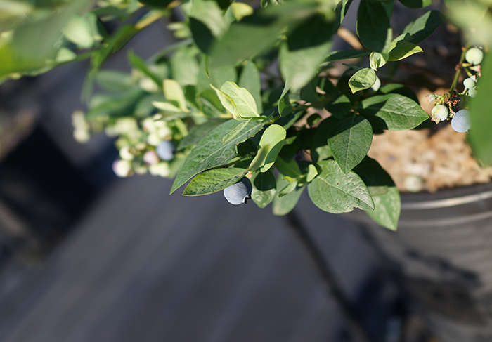 広島 呉下蒲刈島 カフェ　観光農園　ブルーベリーファーム呉　サイド サイド カフェ