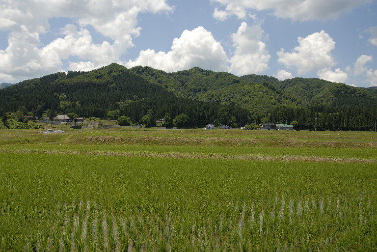 YAMAMORI PROJECT | 井...