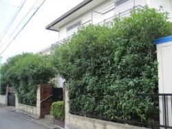 埼玉県川越市生垣剪定工事　キンモクセイの刈り込み剪定