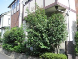 埼玉県新座市庭木剪定工事　お庭のお手入れ