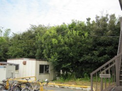埼玉県川島町伐採工事　カシの木伐採　雑木伐採　高木伐採