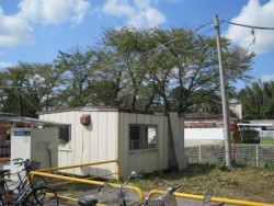 埼玉県川島町伐採工事　カシの木伐採　雑木伐採　高木伐採　作業後