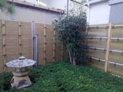 埼玉県富士見市の植木屋。株式会社ドリームガーデン　キンモクセイの剪定　透かし剪定