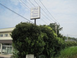 埼玉県川島町庭木剪定工事　マテバシイ