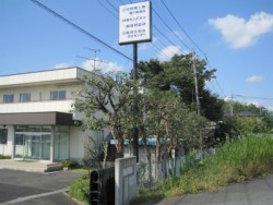 埼玉県川島町庭木剪定工事　マテバシイの剪定　作業後