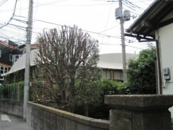 埼玉県さいたま市庭木剪定 キンモクセイの No 建築 Kenken