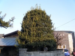 埼玉県志木市庭木剪定工事　ヤマモモの剪定