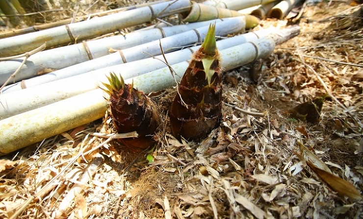 暮らしに関する記事一覧