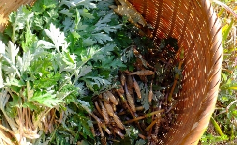 いよいよ田植え。。 | 野の草 設計室