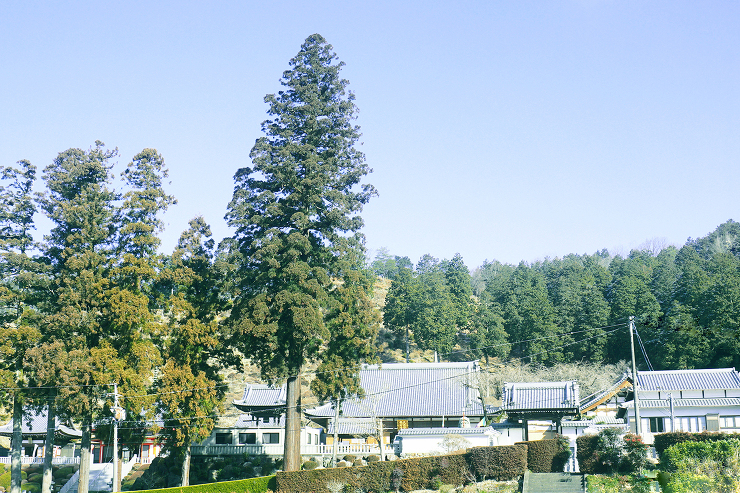 金栗山大龍寺