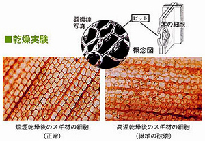 燻煙木材の細胞状態