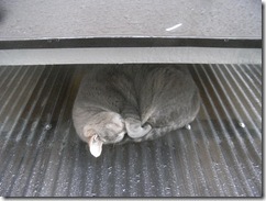 cat