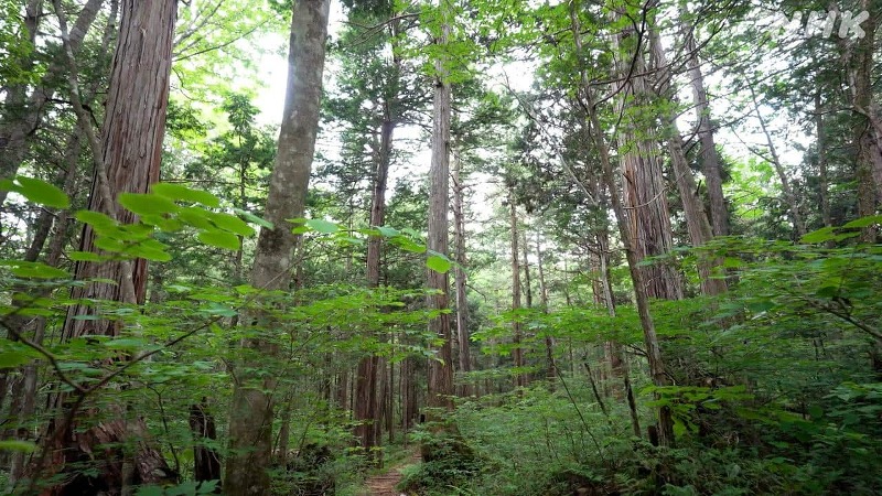 美の壺 選「かぐわしき癒やしの木 ひのき」[再]