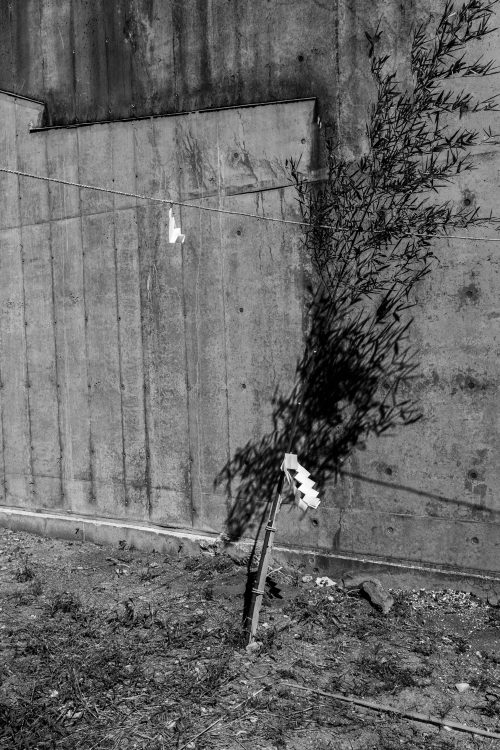 地鎮祭【猫ちゃんと暮らす平屋】 - アトリエ永日